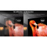 HISENSE 75UR9S TV MiniLED 75 pouces, technologie dalle mate anti-reflets comparatif flamant rose